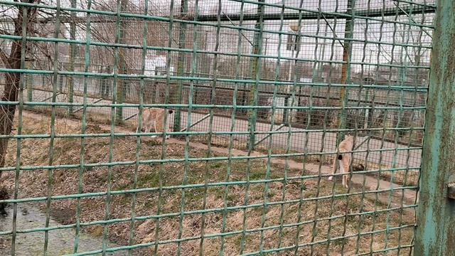 Рысь прогуливается вдоль ограждения