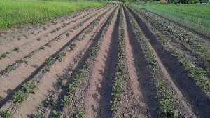Картофельное поле