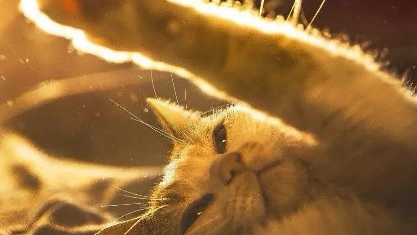 Играю в роблокс мне лень думать название
