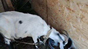 Высадила рассаду, домашний майонез, пеку хлеб и мои козюли!