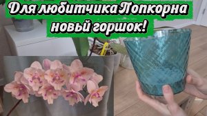 Новый горшок и галтованная кора!Пересадка любимых орхидей!