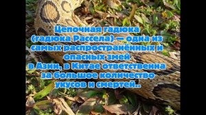 В Китае обитают опасные животные, представляющие угрозу как для других животных, так и для людей.