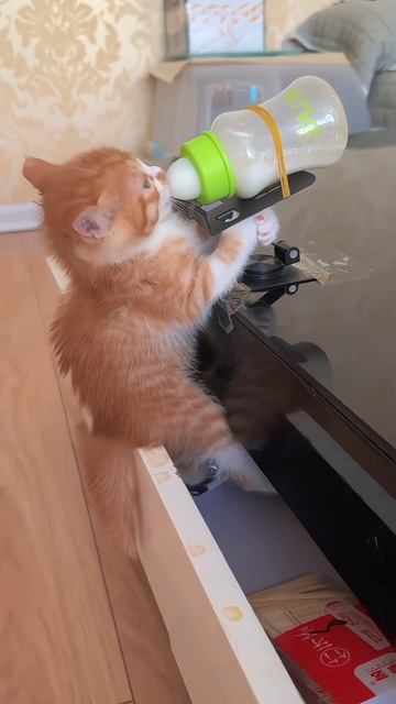 Этот маленький рыжий котенок невероятно умный!