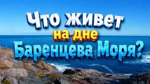 Что живет на дне Баренцева Моря?