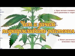 Чем и как подкармливать растения в июне.