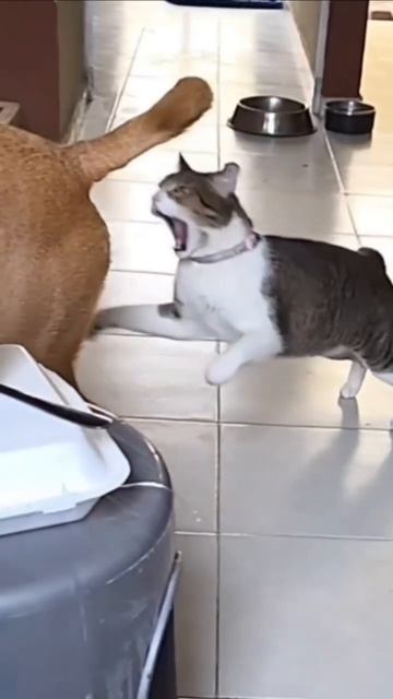 ???