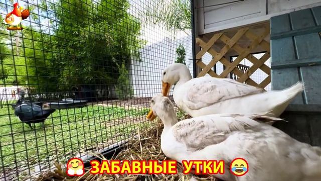 Забавные утки мускусные и пекинские на свободном выгуле со своими друзьями ч.(405) ❣️🤗😂