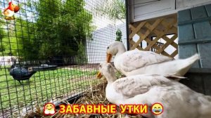 Забавные утки мускусные и пекинские на свободном выгуле со своими друзьями ч.(405) ❣️🤗😂