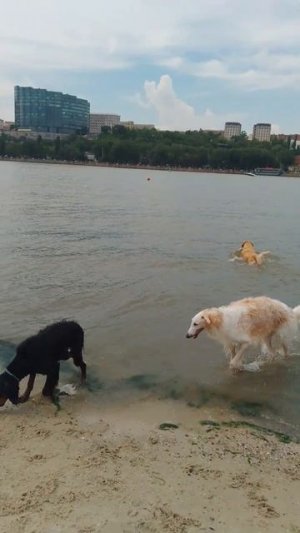 Тополиный пух, жара, июнь, река Дон, Зевс и его новые друзья!