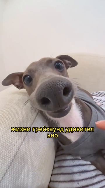 Животные приколы и не только🙂