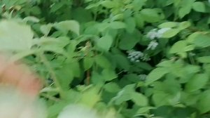 Обзор участка 15.06.26г.