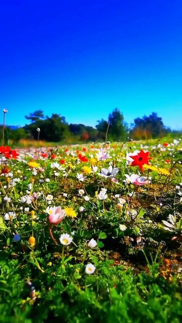 #katyboro #видеооткрытка #рекомендации #врек #топ
