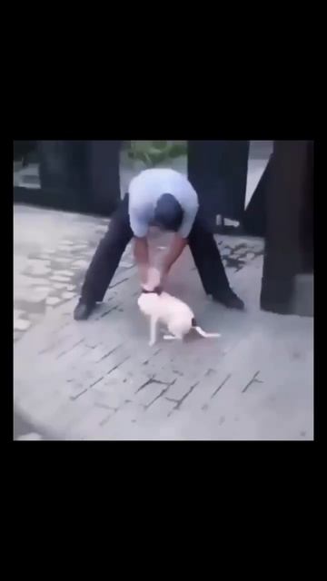собака - лучший друг 