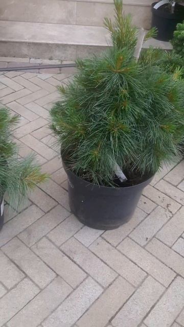❤🌲Сосна Веймутова Пендула Ниагара Фолс 
✔Продажа растерий в макс и телеграм канале: Https://t.me/lov