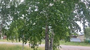 Природа, деревня, реллакс
