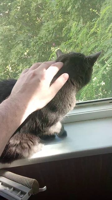 Кот на балконе