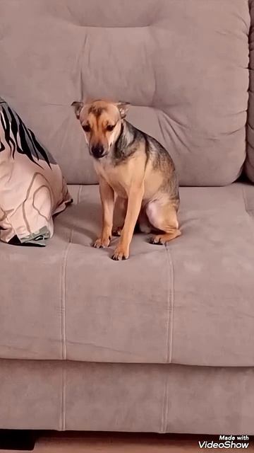У Курского вокзала🐶