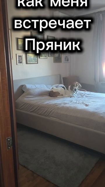Как собаки встречают меня 15-06-2026
