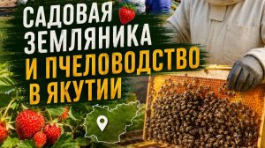 Подкаст 27 с Сергеем Кривошапкиным - клубничком и пчеловодом Якутии