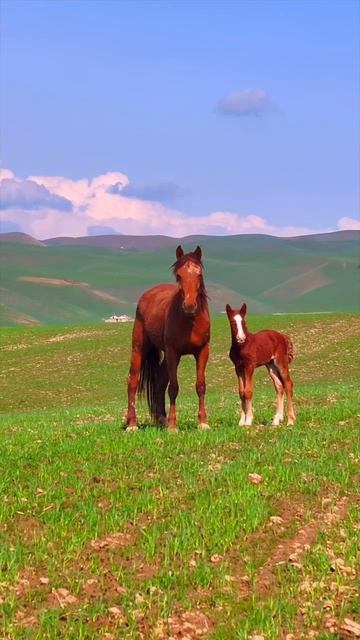 Кыргызстан — земля гор и вольных лошадей. Здесь природа дышит свободой. 🏔️🐎 
#Кыргызстан #Природа