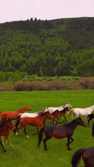Кыргызстан — страна гор и вольных лошадей.🐎😍