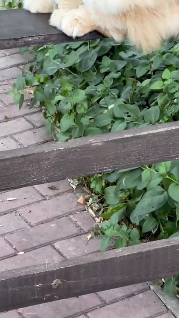 Рыбак аквариумных рыбок
