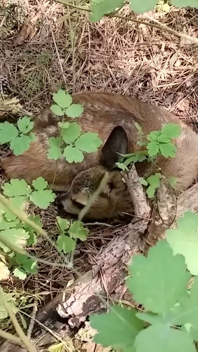 Косулёнок