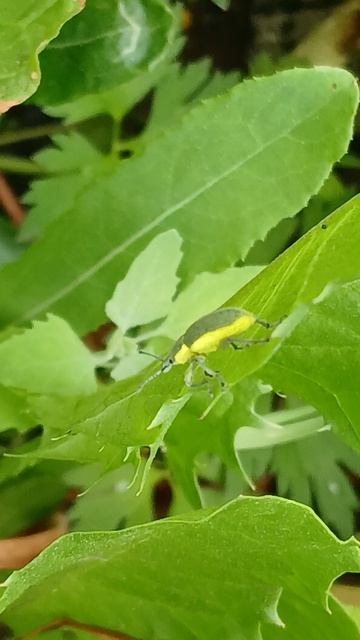 Долгоносик слоник - зеленушка (Chlorophanus viridis) смотреть онлайн