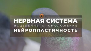 Исцеление нервной системы. Нейропластичность | Саблиминал