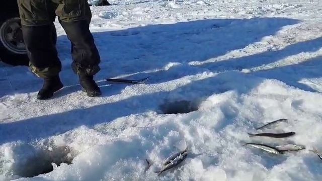 Корюшка на блёсны Посейдон и Булава от Mr.Musurok 🔥