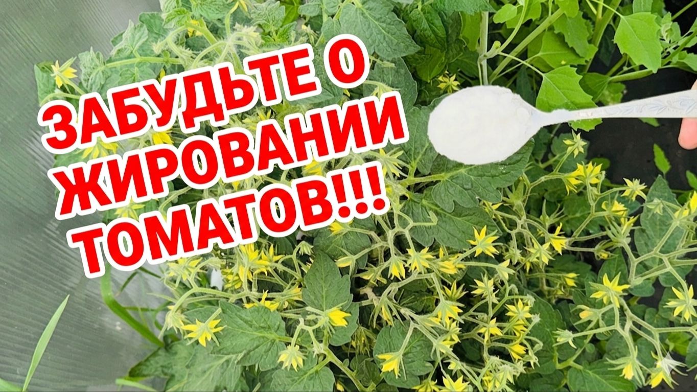 1 ЛОЖКА и СОХРАНИТЕ УРОЖАЙ! Жируют ТОМАТЫ? Сделайте так!