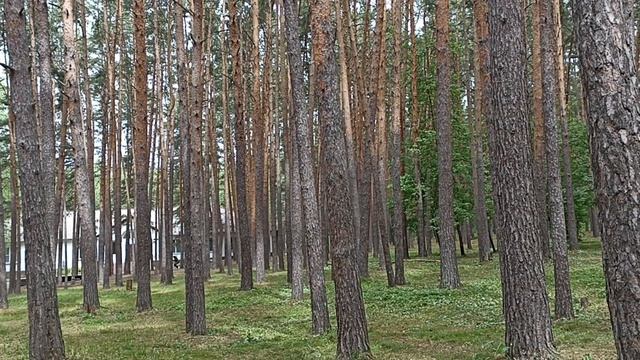 В сосновом бору. Пение птиц.
