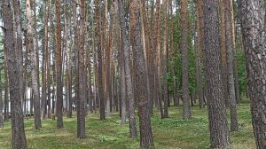 В сосновом бору. Пение птиц.