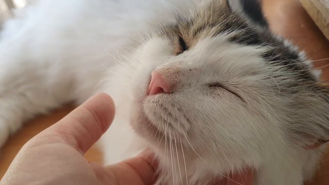 Кот Васька🤗🥰