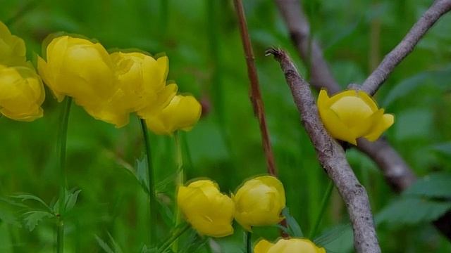 2023/5/11: Встреча с цветами купальницы в лесу Заречного.  BWV 731. Настроение умиротворения и покоя