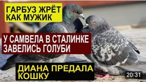 САМВЕЛ АДАМЯН, ОБЗОР ОТ СК, ВОНГ ПРЕДАЛА КОШКУ, В СТАЛИНКЕ ПОСЕЛИЛИСЬ ГОЛУБИ..