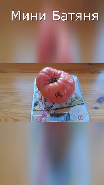 Томат Батяня. Низкий, крупный и вкусный.