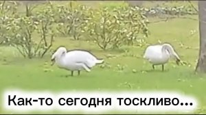 Как-то сегодня тоскливо...