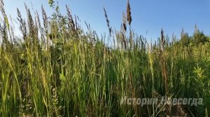 Завтра, как только свекровь уедет в магазин, загляни в погреб, шепнула соседка Наташе…