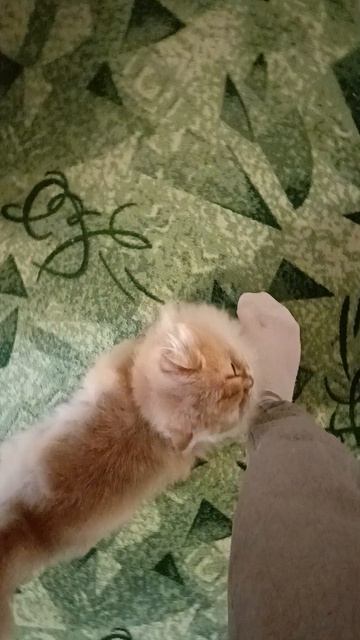 Куклачев отдыхает