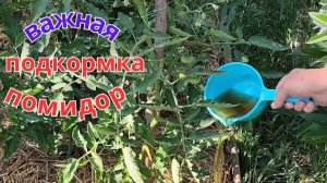 Помидоры не гниют и не трескаются. Важная листовая и корневая подкормка в июне.