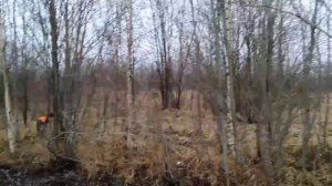 Работа дратхаара по вальдшнепу