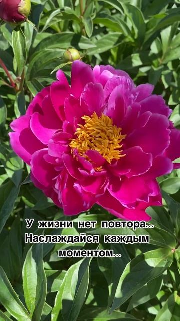 Наслаждайтесь моментами...