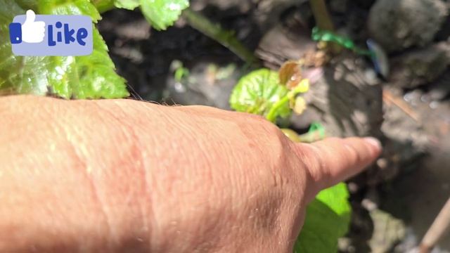 ✅ Пайванди ниҳолҳои калон аз болои замин — шумо ҳам метавонед! 🌱 Бо усули дурусти пайвандкунӣ ниҳол
