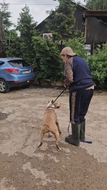 Орион