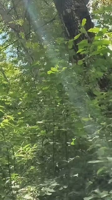 Сад Соловьев. Дом ста птиц город Пермь