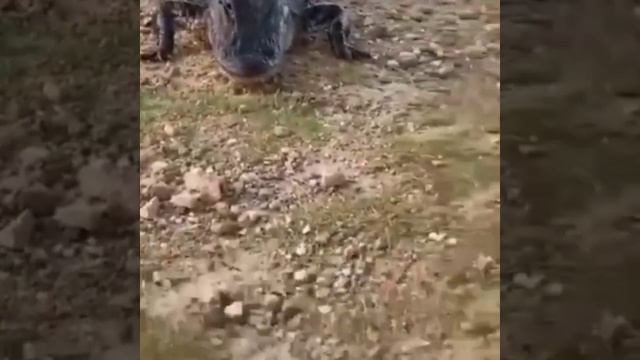 Нежданный Гость!