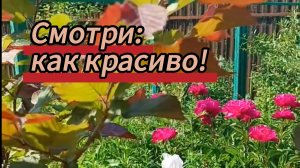 Смотри: как красиво. В поисках первой земляники. Прополка лука и т. д. 13.06.2026