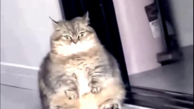 Заставка для видео Толстый кот № 593