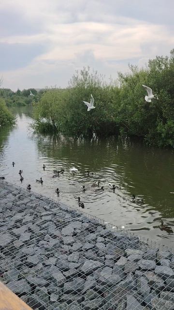 Утячье раздолье на озере